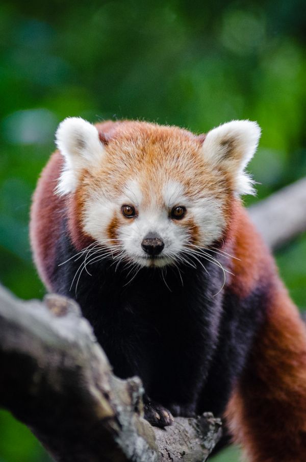 Red Panda