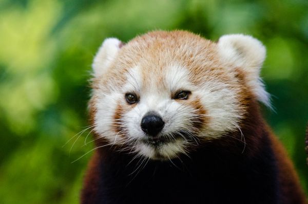 Red Panda