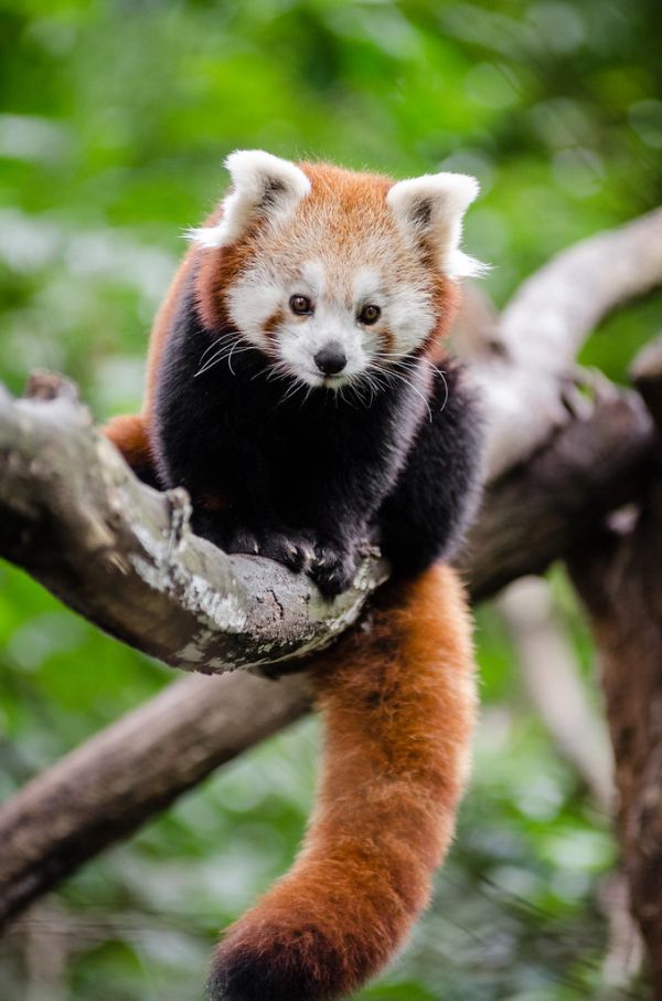 Red Panda