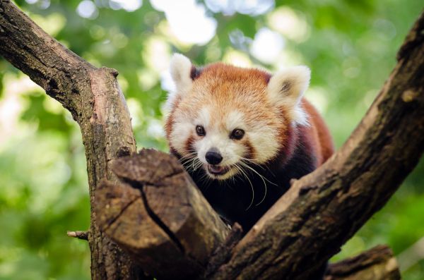 Red Panda