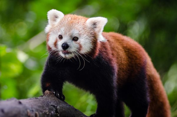 Red Panda