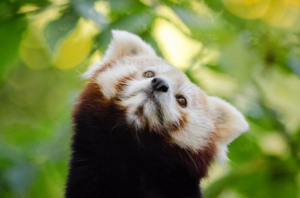 Red Panda