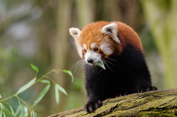 Red Panda