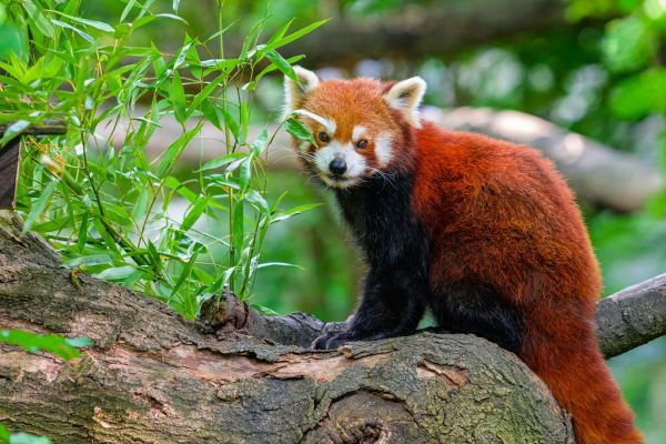 Red Panda