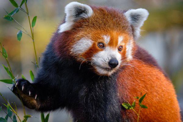 Red Panda