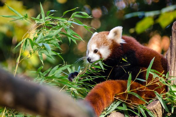 Red Panda