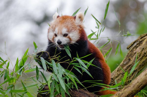 Red Panda