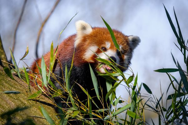 Red Panda