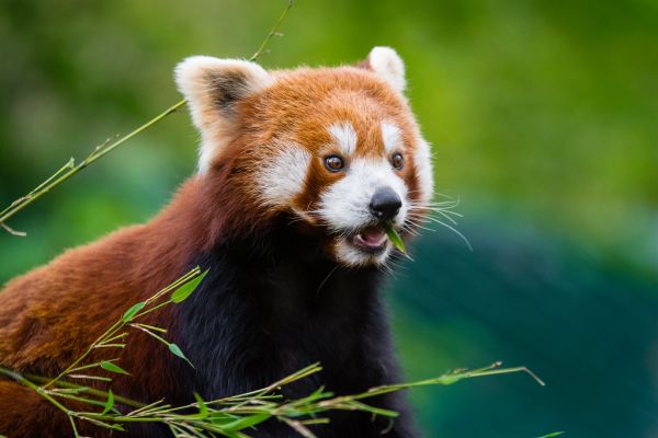 Red Panda