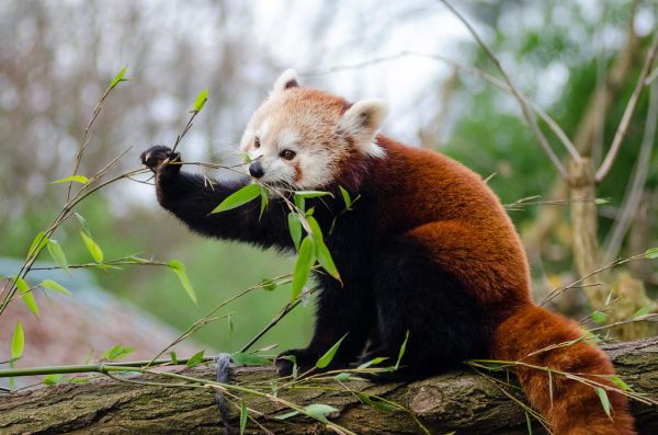 Red Panda