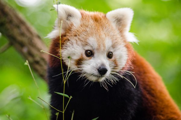 Red Panda