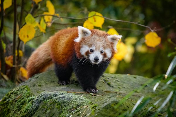Red Panda