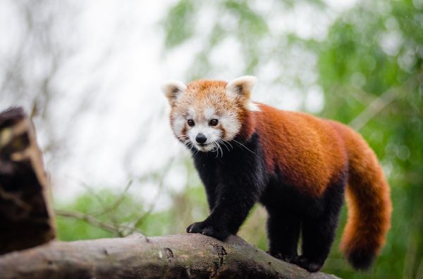 Red Panda