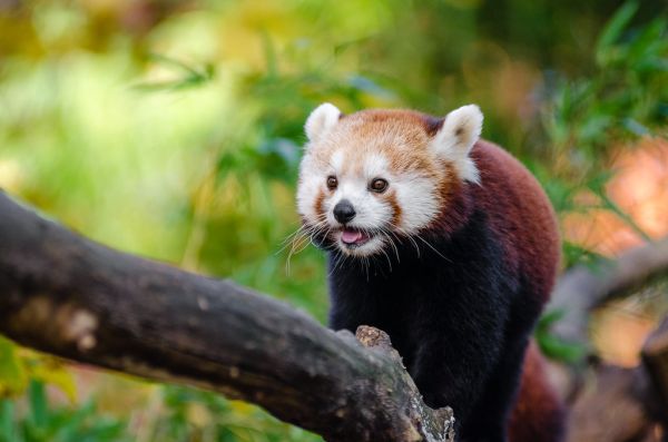 Red Panda