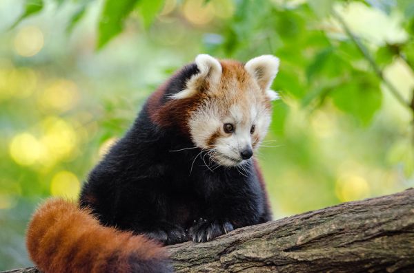 Red Panda