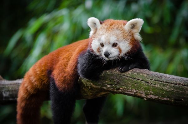 Red Panda