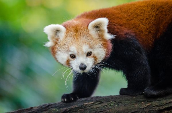 Red Panda