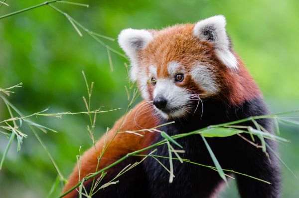 Red Panda