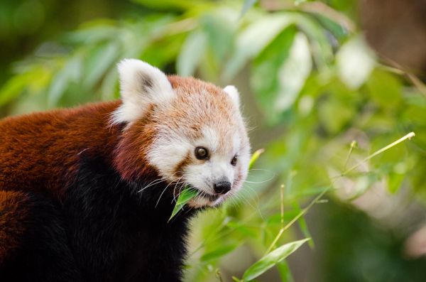 Red Panda