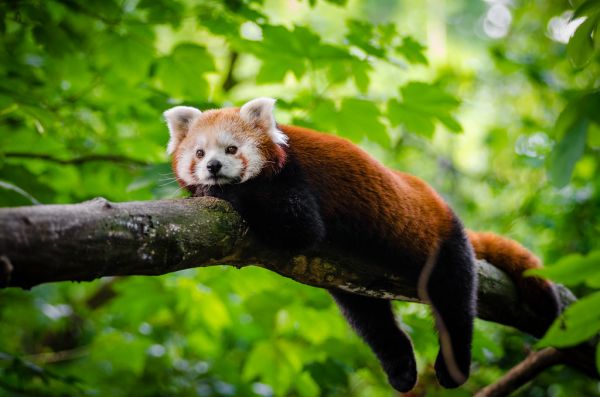 Red Panda