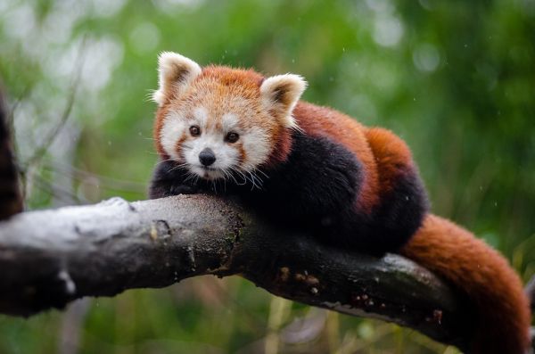 Red Panda