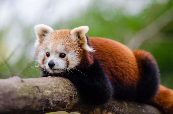 Red Panda