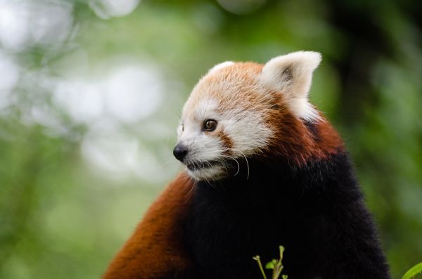 Red Panda