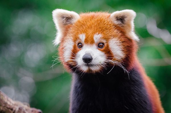 Red Panda Portrait