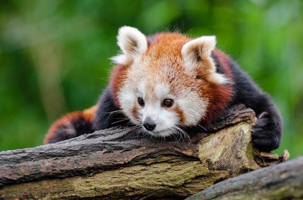 Red Panda