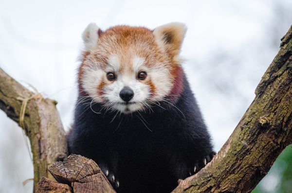 Red Panda