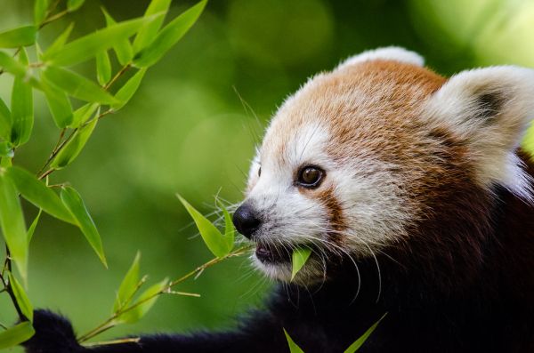Red Panda
