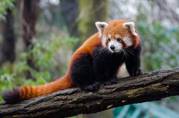 Red Panda