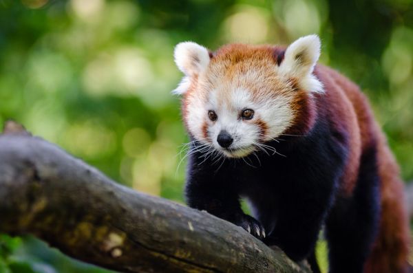 Red Panda