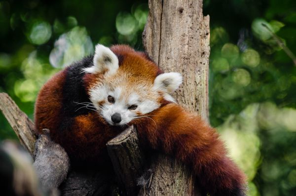 Red Panda