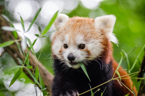 Red Panda