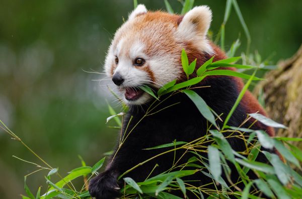 Red Panda