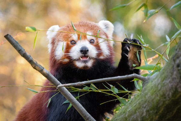 Red Panda