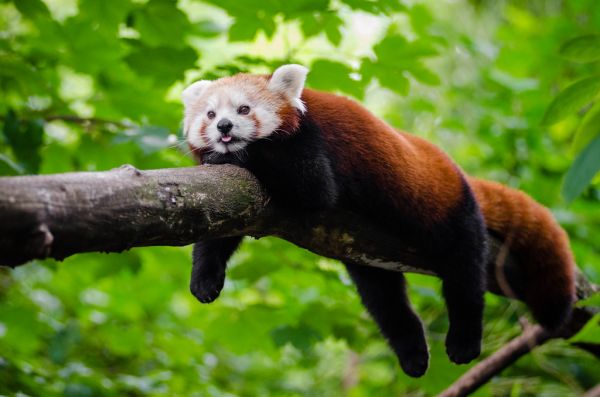 Red Panda trying to cool of a little