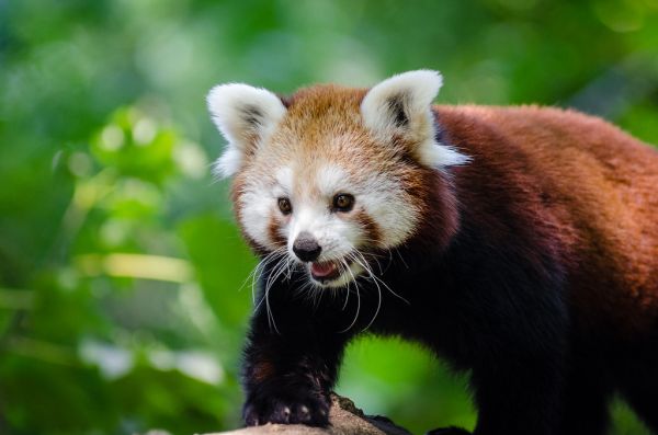 Red Panda