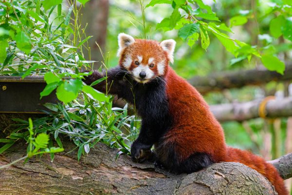 Red panda