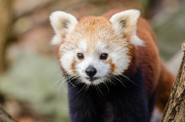 Red Panda