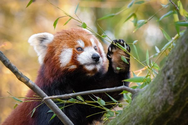 Red Panda