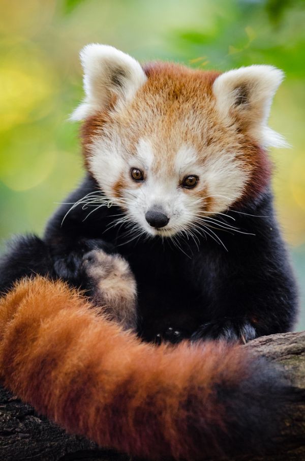 Red Panda