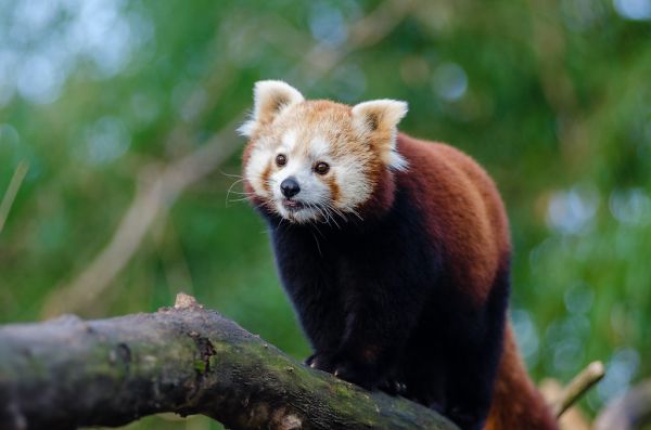 Red Panda