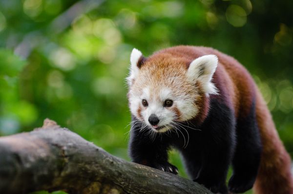 Red Panda