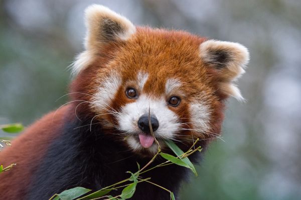 Red Panda