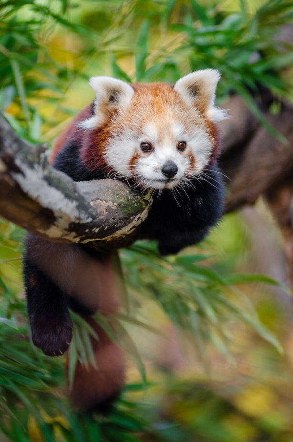 Red Panda