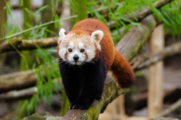 Red Panda