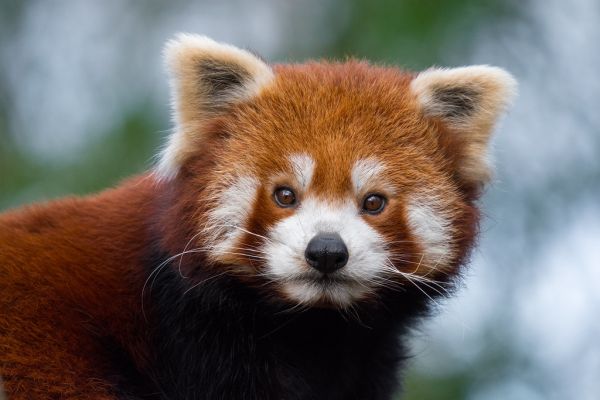 Red Panda