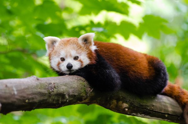 Red Panda